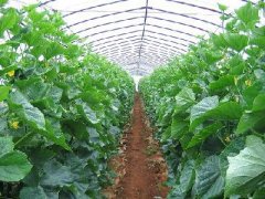 ����ͨ���