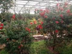 ���Ҵ����߲���ֲ��������ĶԲ�